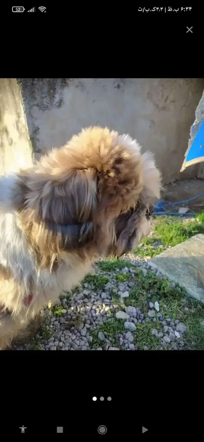 سگ شیتزو فلت۲۵۰۰|سگ|رشت, پسیخان|دیوار