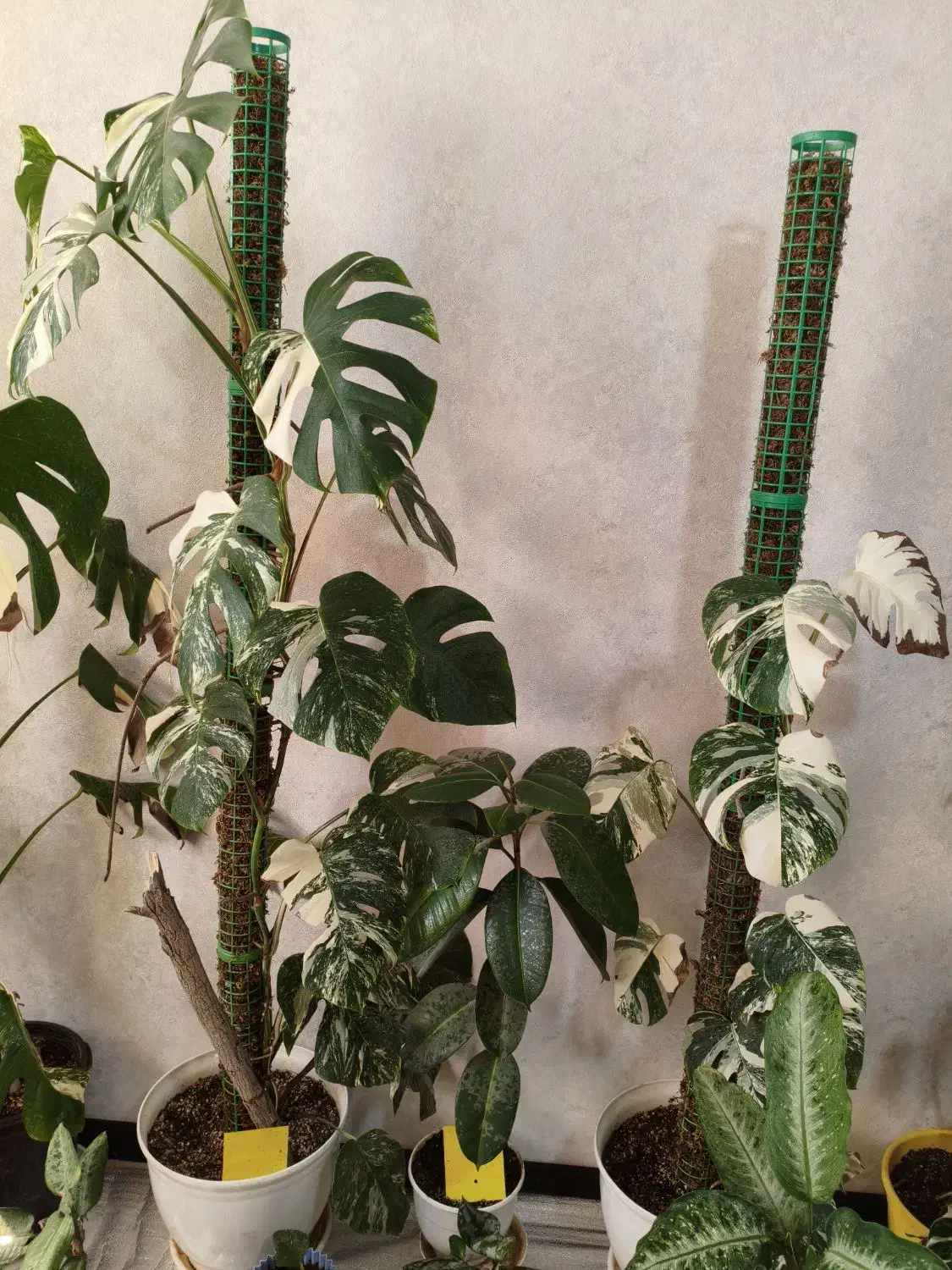 گل‌های طبیعی|گل و گیاه طبیعی|شیراز, درکی|دیوار