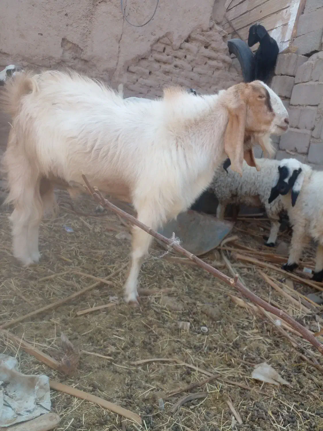 نری پاکستانی خیلی خیلی چاق|حیوانات مزرعه|گنبکی, |دیوار