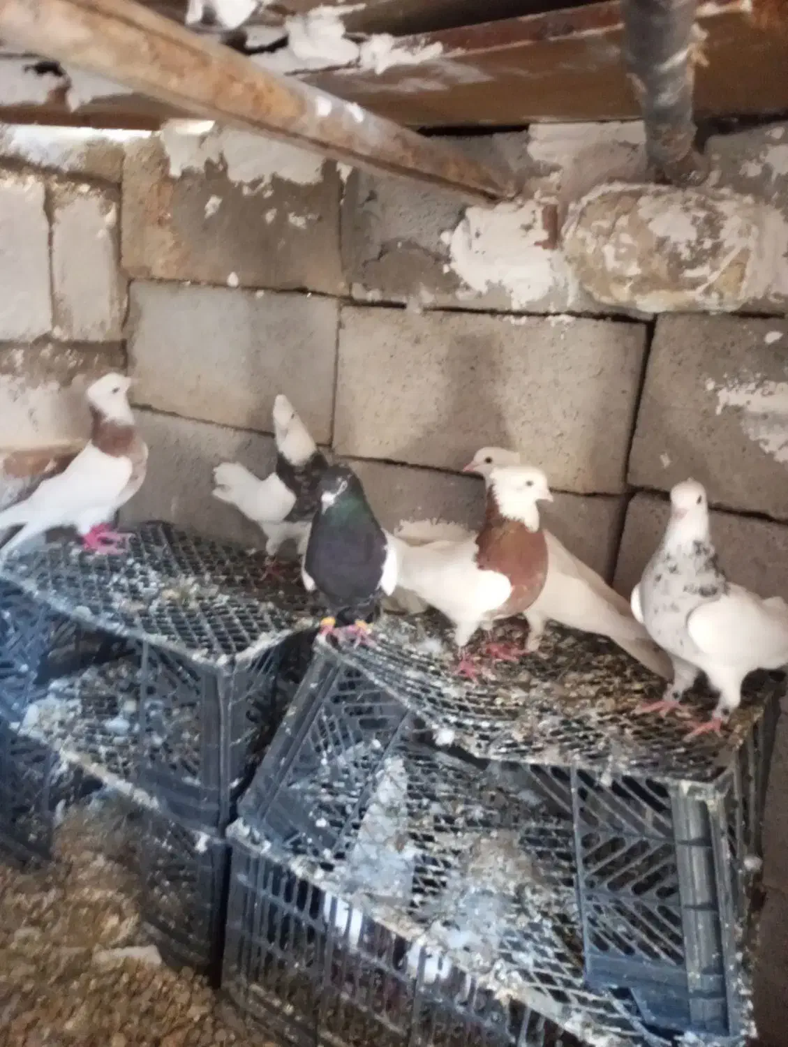 کبوتر|پرنده|گتوند, |دیوار