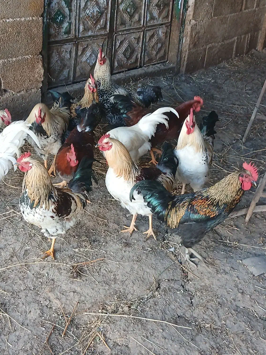 خروس محلی|حیوانات مزرعه|خسروشاه, |دیوار