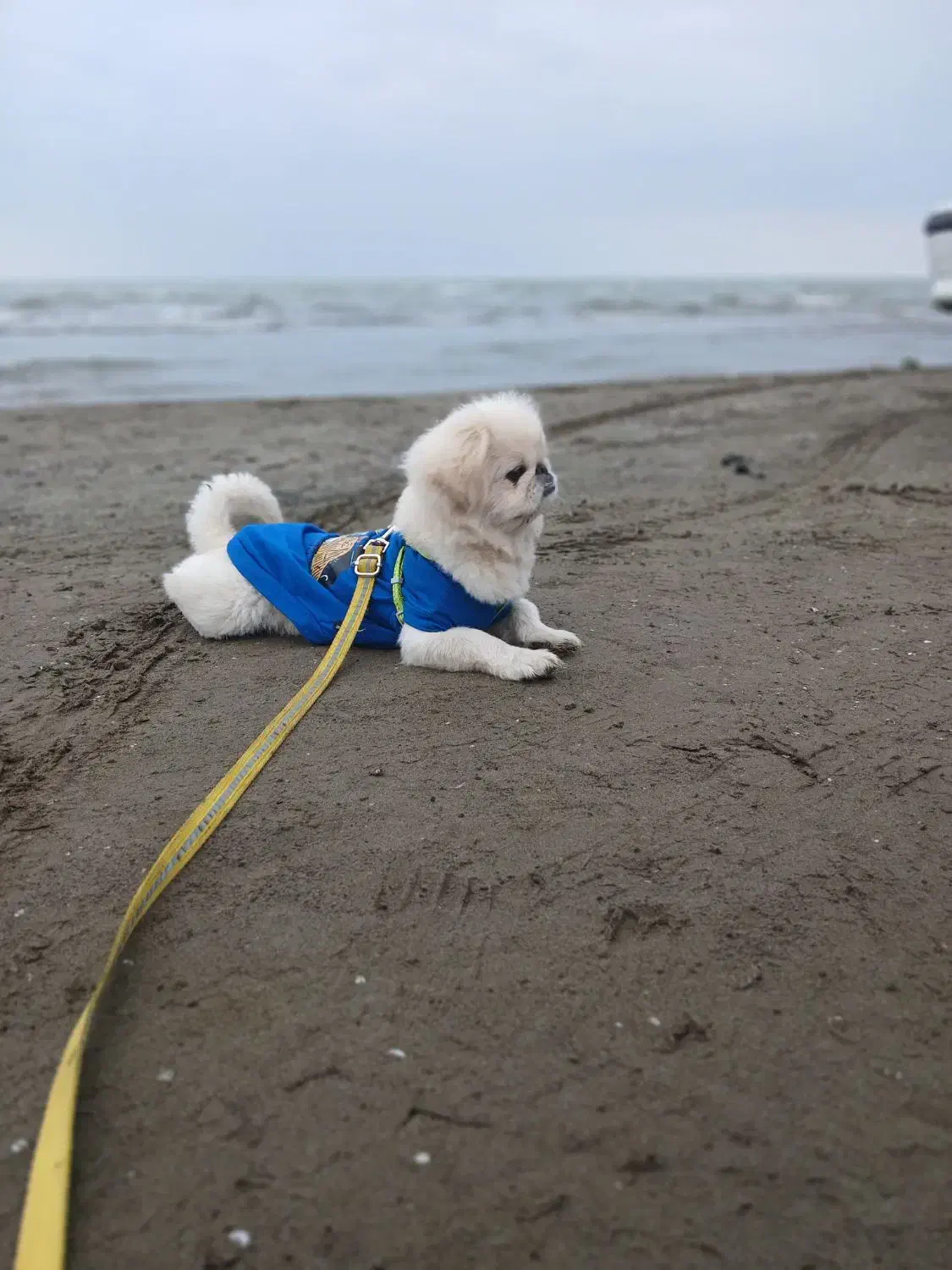 سگ پیکینز نر ۲ دوساله|سگ|هشتگرد, هشتگرد قدیم|دیوار