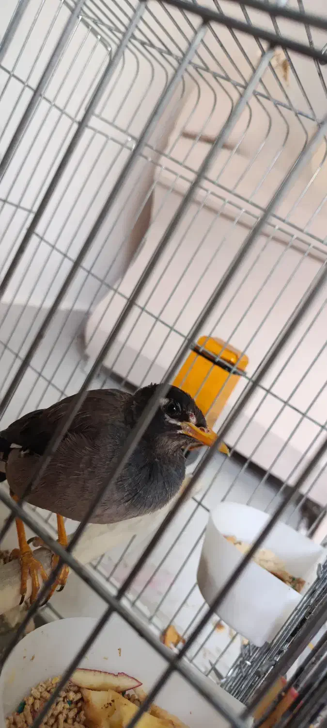 مرغ مینا|پرنده|رضوانشهر, |دیوار