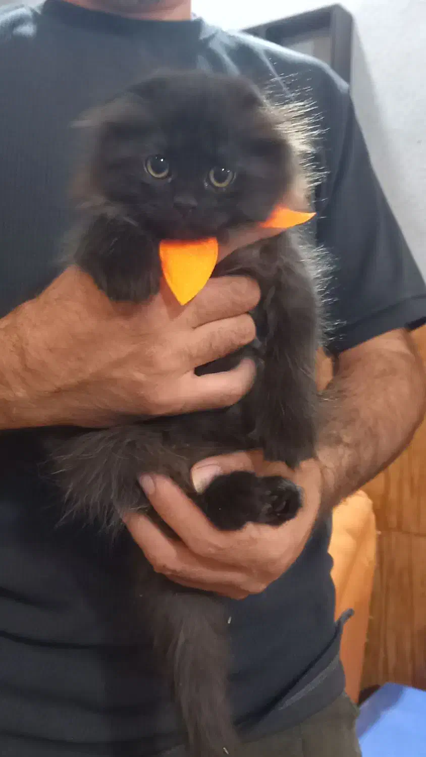 گربه اسکاتیش و بریتیش|گربه|فردیس, دهکده|دیوار