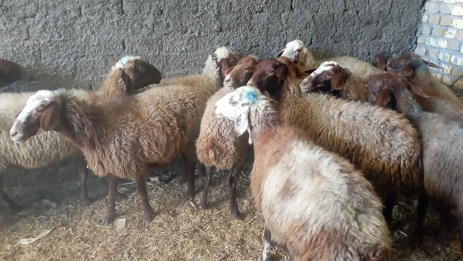 میش ابستن مایه کرده|حیوانات مزرعه|قره چای, |دیوار