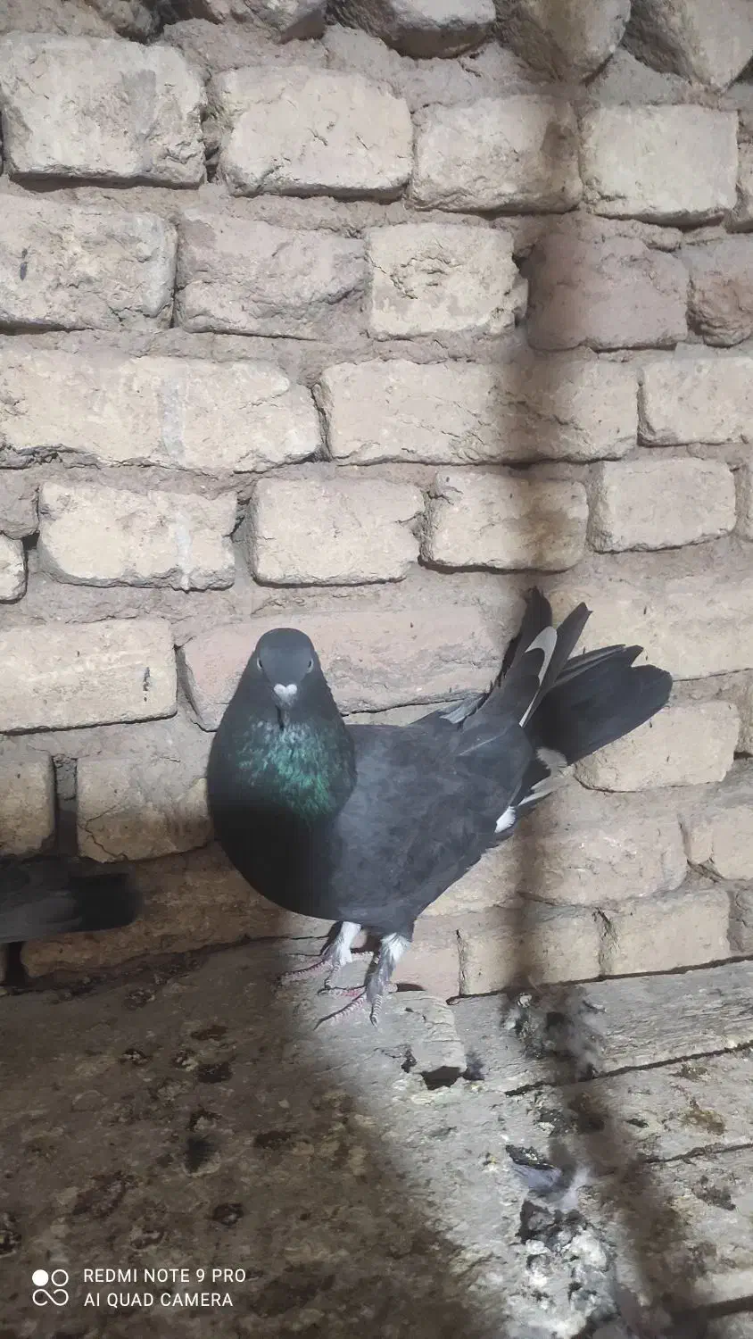 کبوتر پر زنگی|پرنده|بن, |دیوار