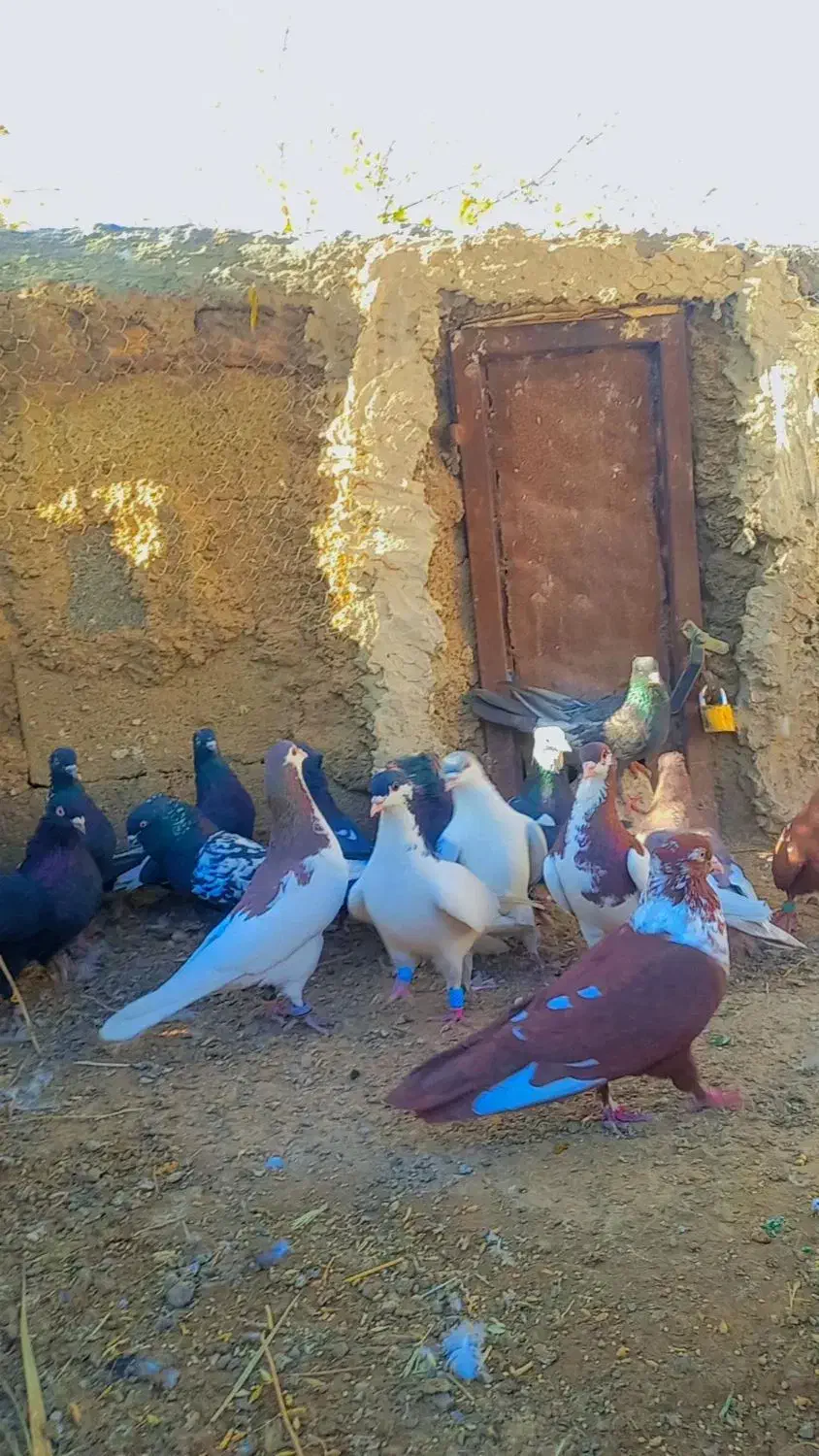 کبوتر بهبهانی نر|پرنده|سیدان, |دیوار