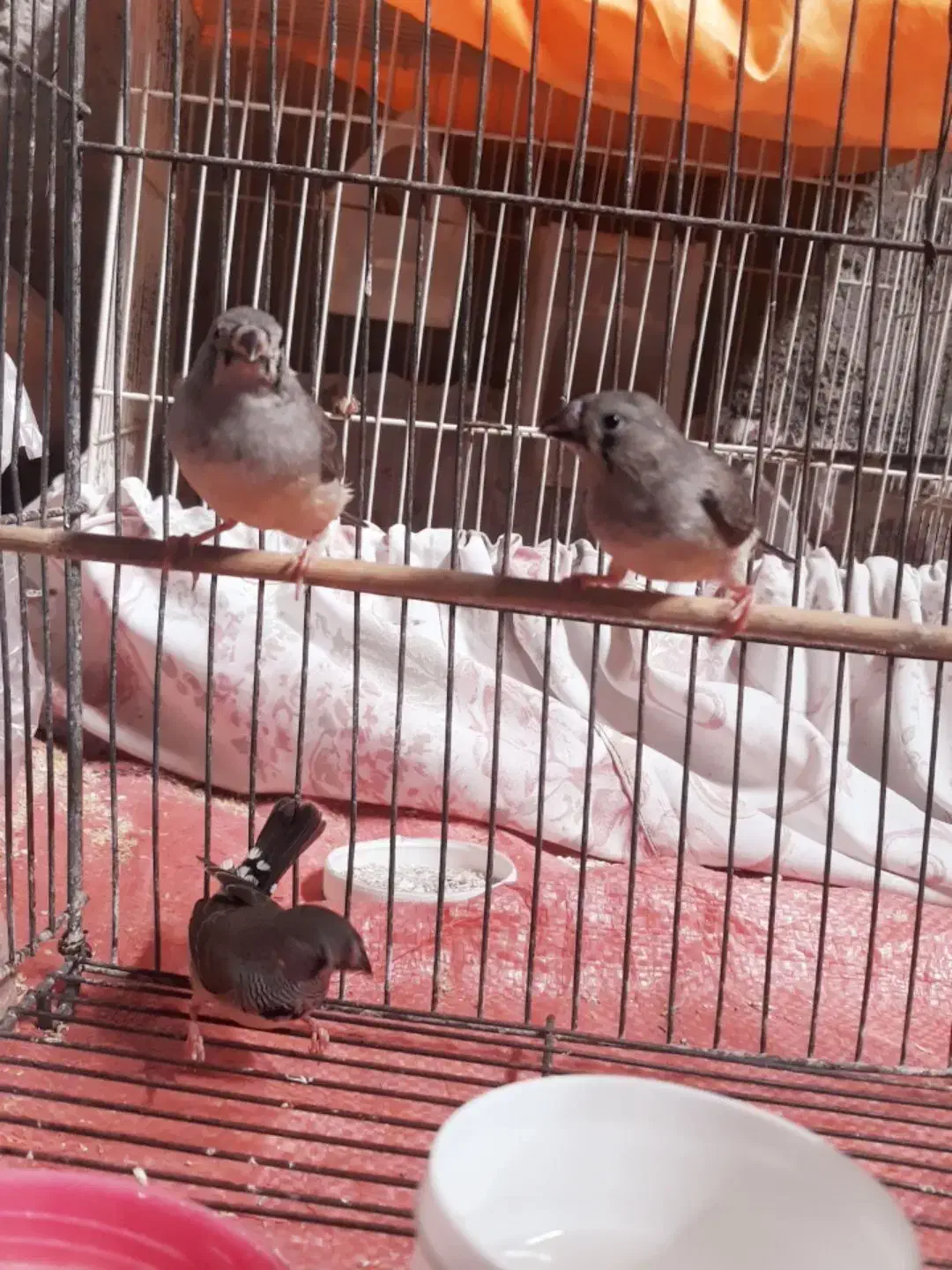 ۳تا فنج جوانه|پرنده|هامون, |دیوار