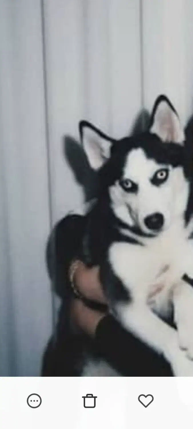 سگ. هاسگی|سگ|چالوس, |دیوار