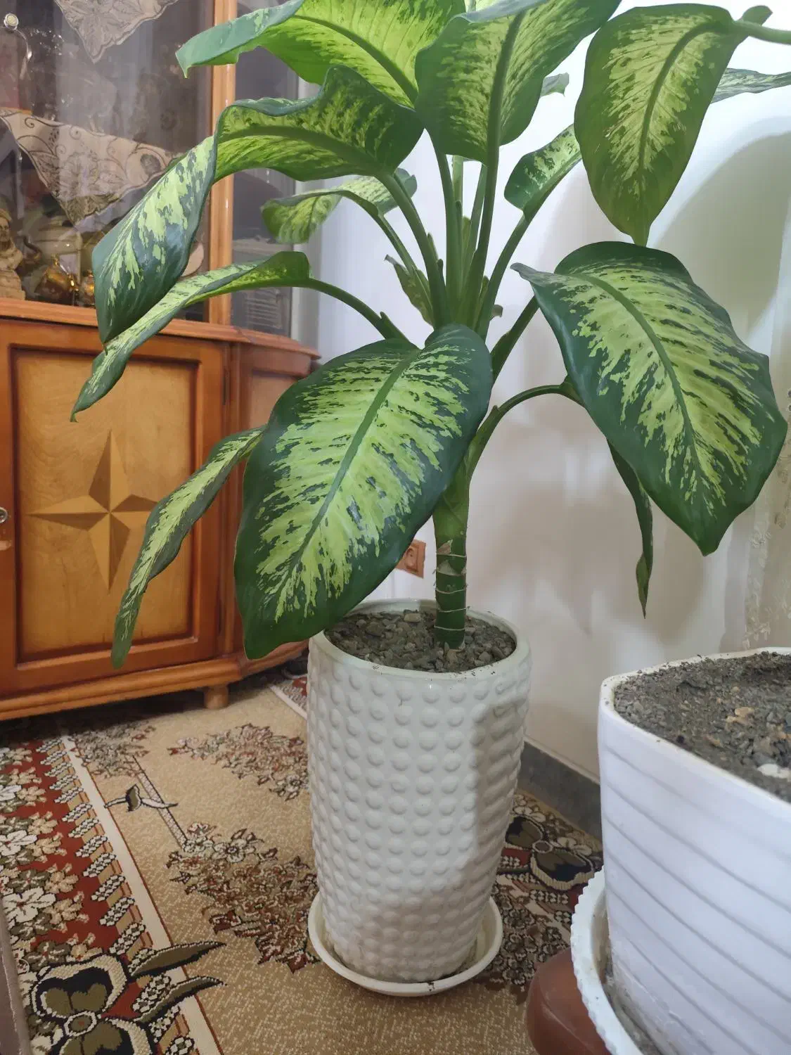 گل دیفن بسیار زیبا و سرحال|گل و گیاه طبیعی|خنداب, |دیوار