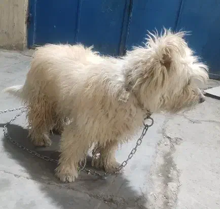 فروش  سگ آپارتمانی(اشپیتزـتریر۳س،۲س|سگ|مهریز, |دیوار