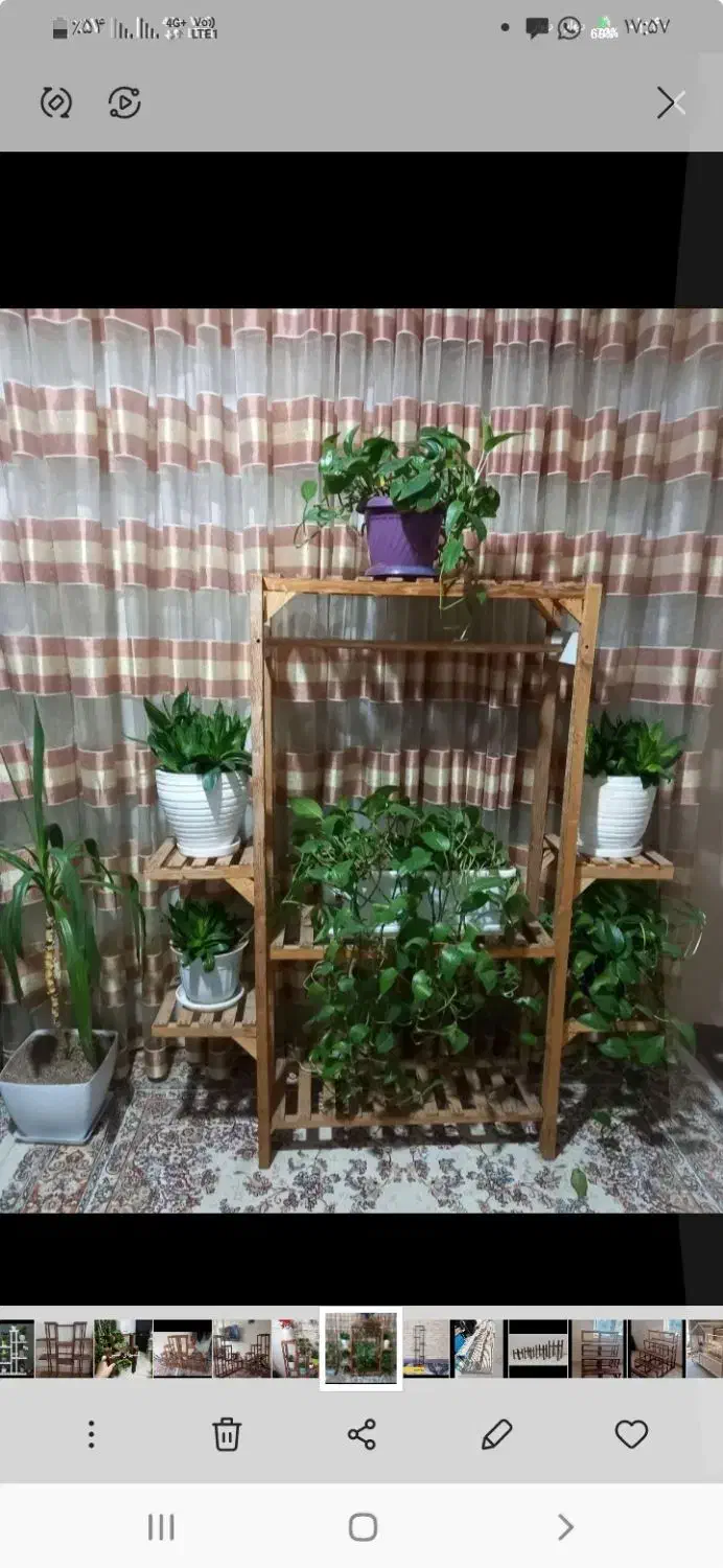 استندگل|گل و گیاه طبیعی|چابهار, |دیوار