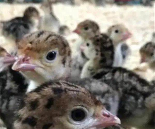 جوجه بوقلمون|حیوانات مزرعه|آران و بیدگل, |دیوار