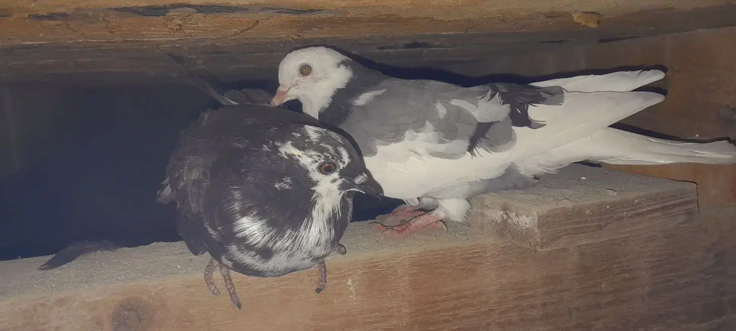 کبوتر|پرنده|گمیشان, |دیوار