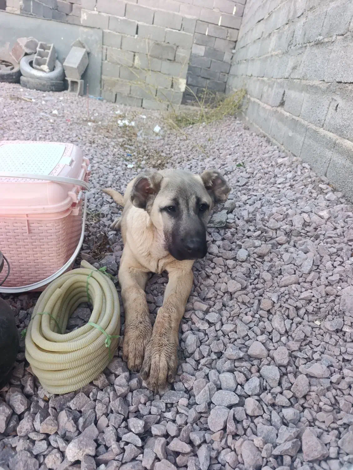 گمشده|حیوانات|ارومیه, |دیوار