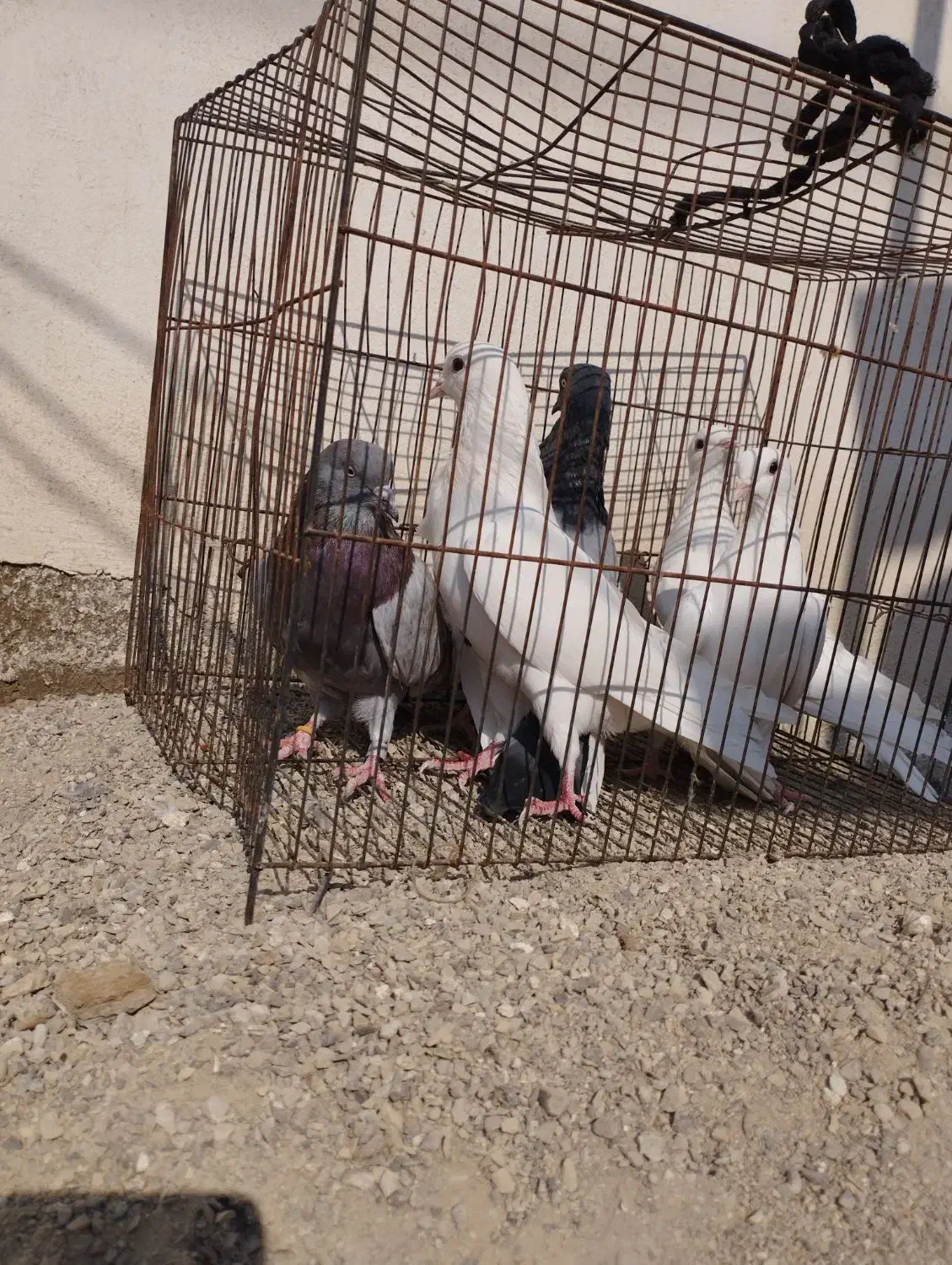 کفتر پرشی|پرنده|مینودشت, |دیوار