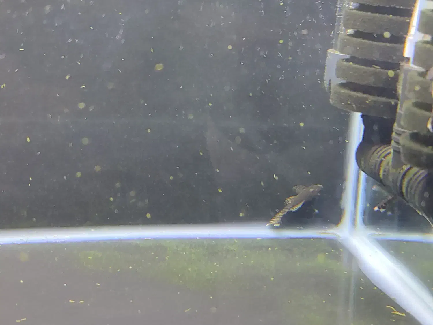 کت فیش|ماهی|گرگان, |دیوار