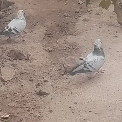 یک جفت کبوترمسافتی|پرنده|مینودشت, |دیوار