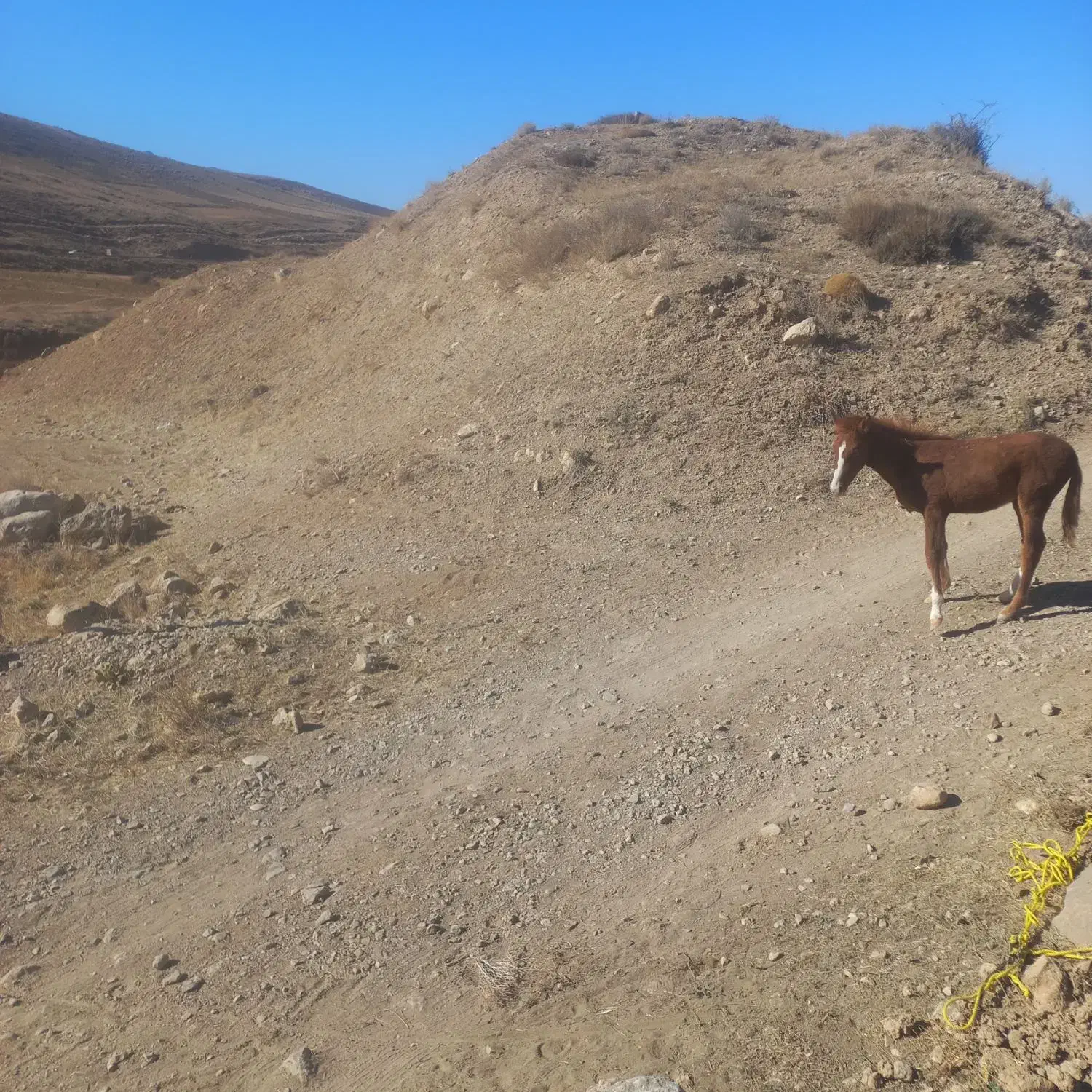 اسب نر|اسب و تجهیزات اسبسواری|معصومیه, |دیوار