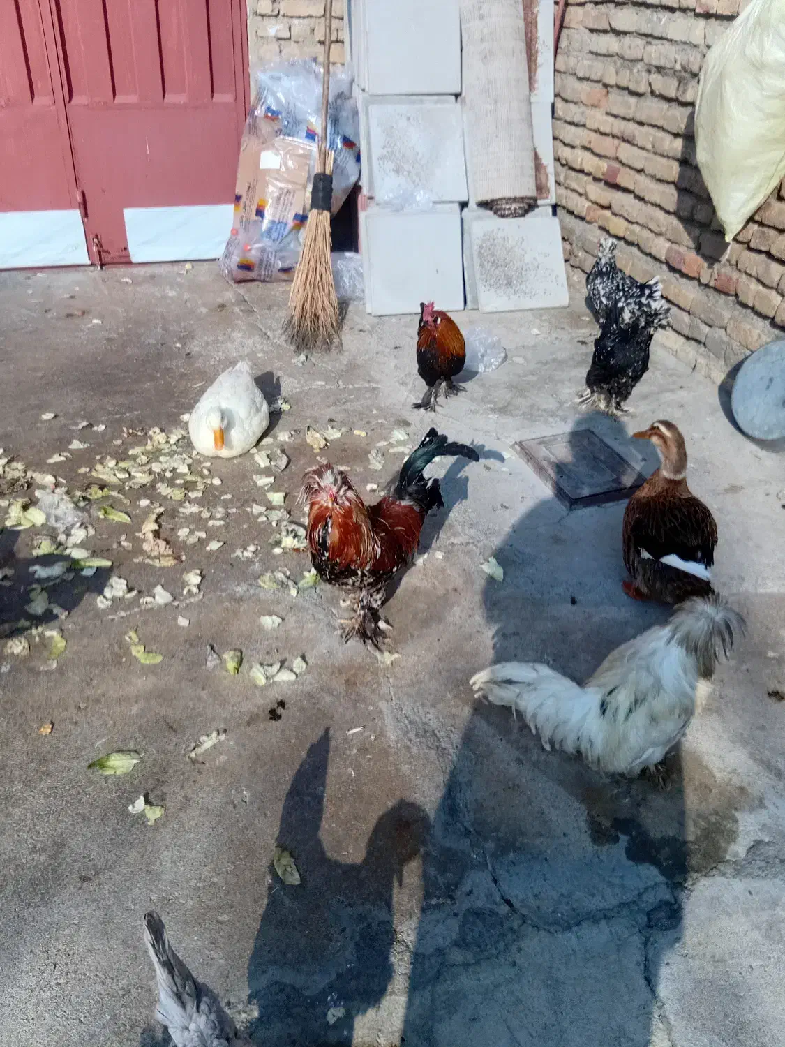 فروش مرغ و خروس|حیوانات مزرعه|ازنا, |دیوار