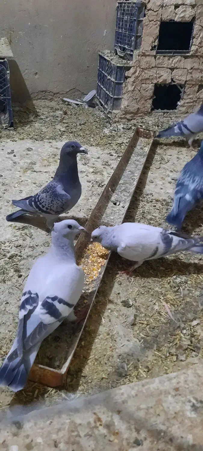 کبوتر طوقی سبز مگس شامی کرمانی کاغذی|پرنده|میرجاوه, |دیوار