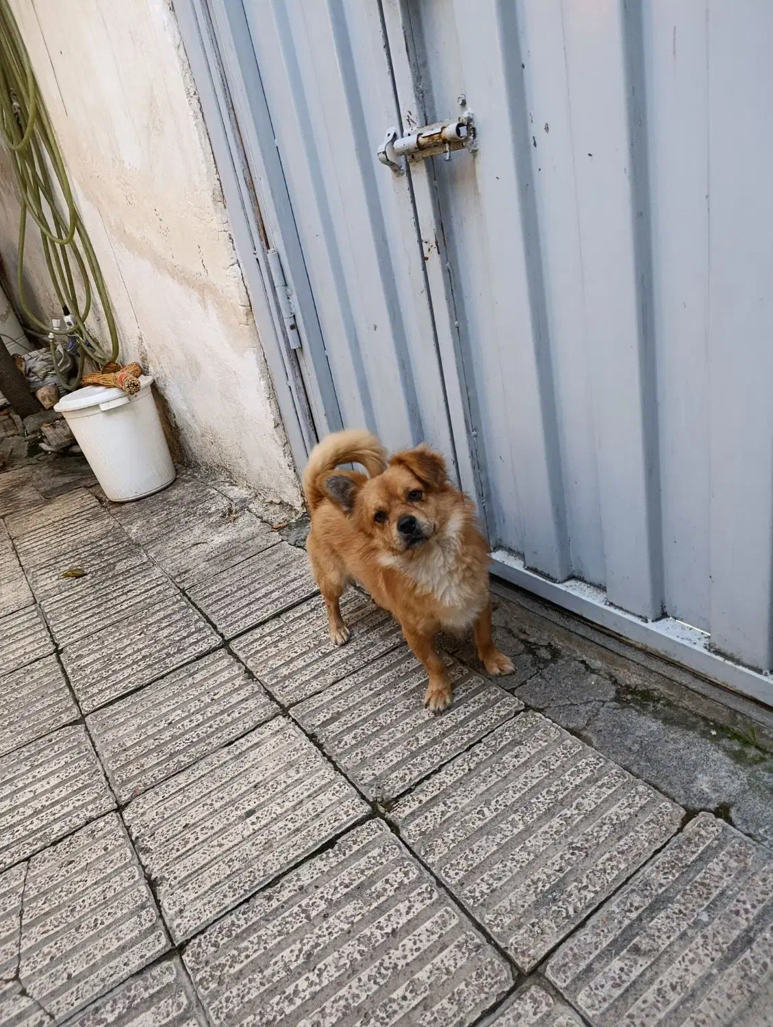 اشپیتز پاکوتا|سگ|گرگان, |دیوار