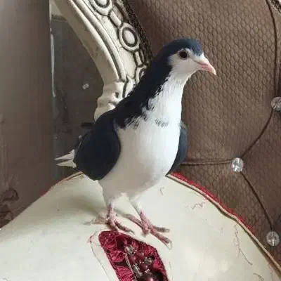 غریب گیری.|پرنده|الوند, |دیوار