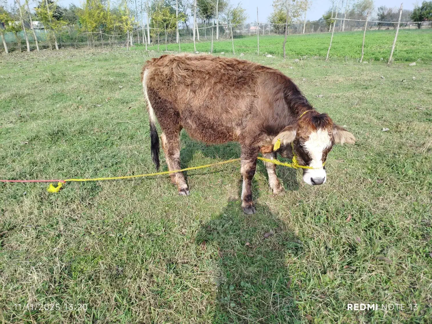 دو راس لیشه جنس زیبا|حیوانات مزرعه|ماسال, |دیوار