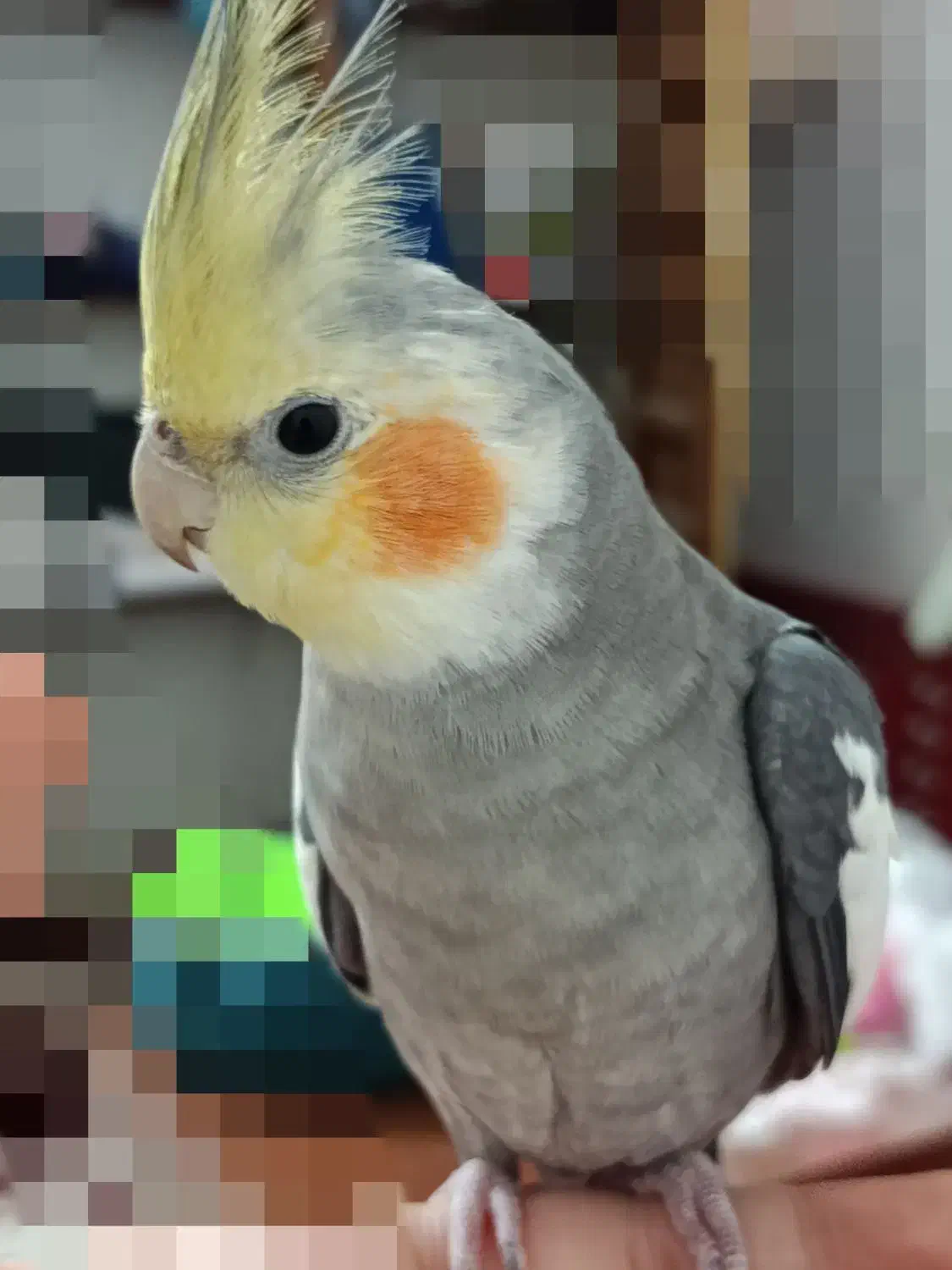 عروس هلندی|پرنده|رودسر, |دیوار