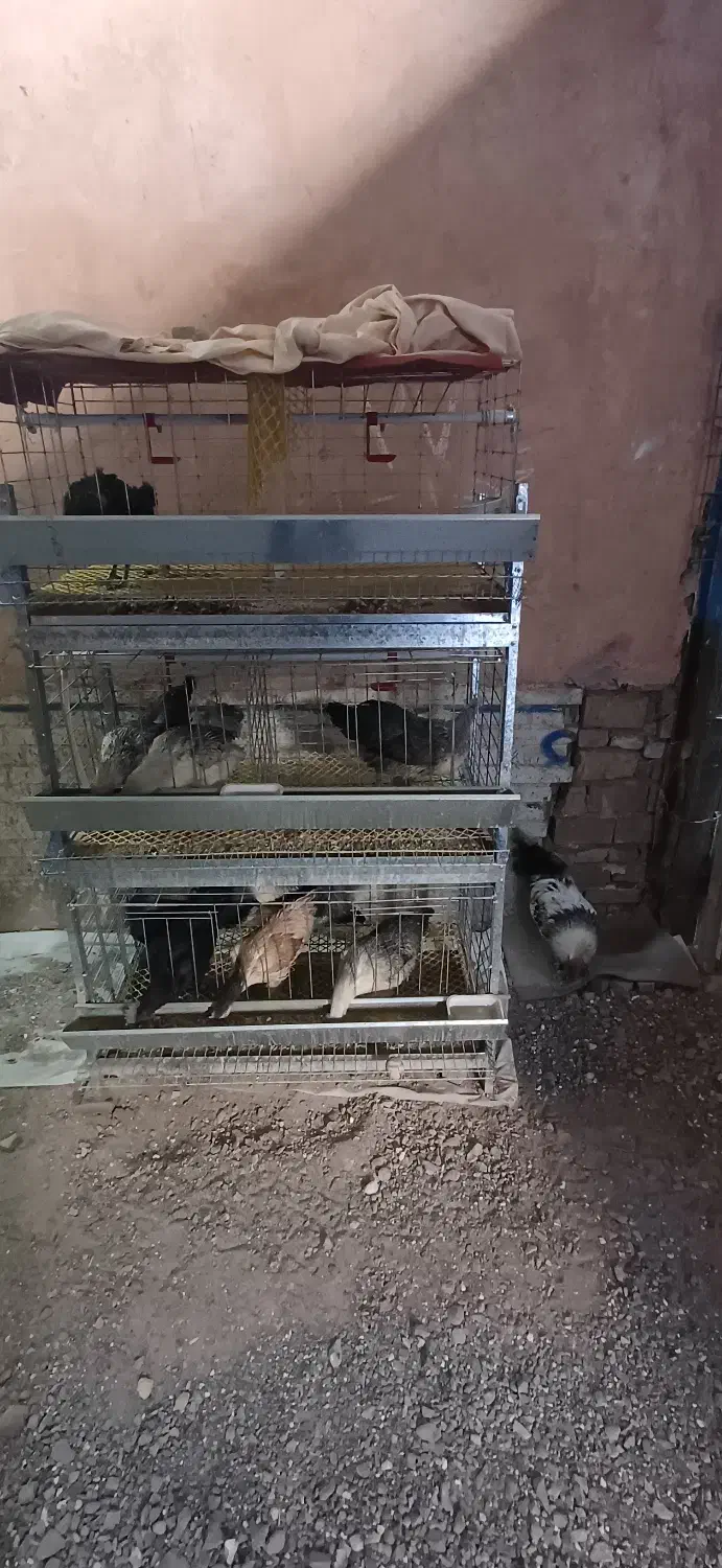 خروس و مرغ ایام سمانی و لاکندزی و قفس|حیوانات مزرعه|سبزوار, ولیعصر (نجار آباد)|دیوار