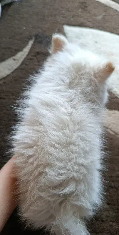 سگ پامرین سایر ریز|سگ|آزادشهر, |دیوار