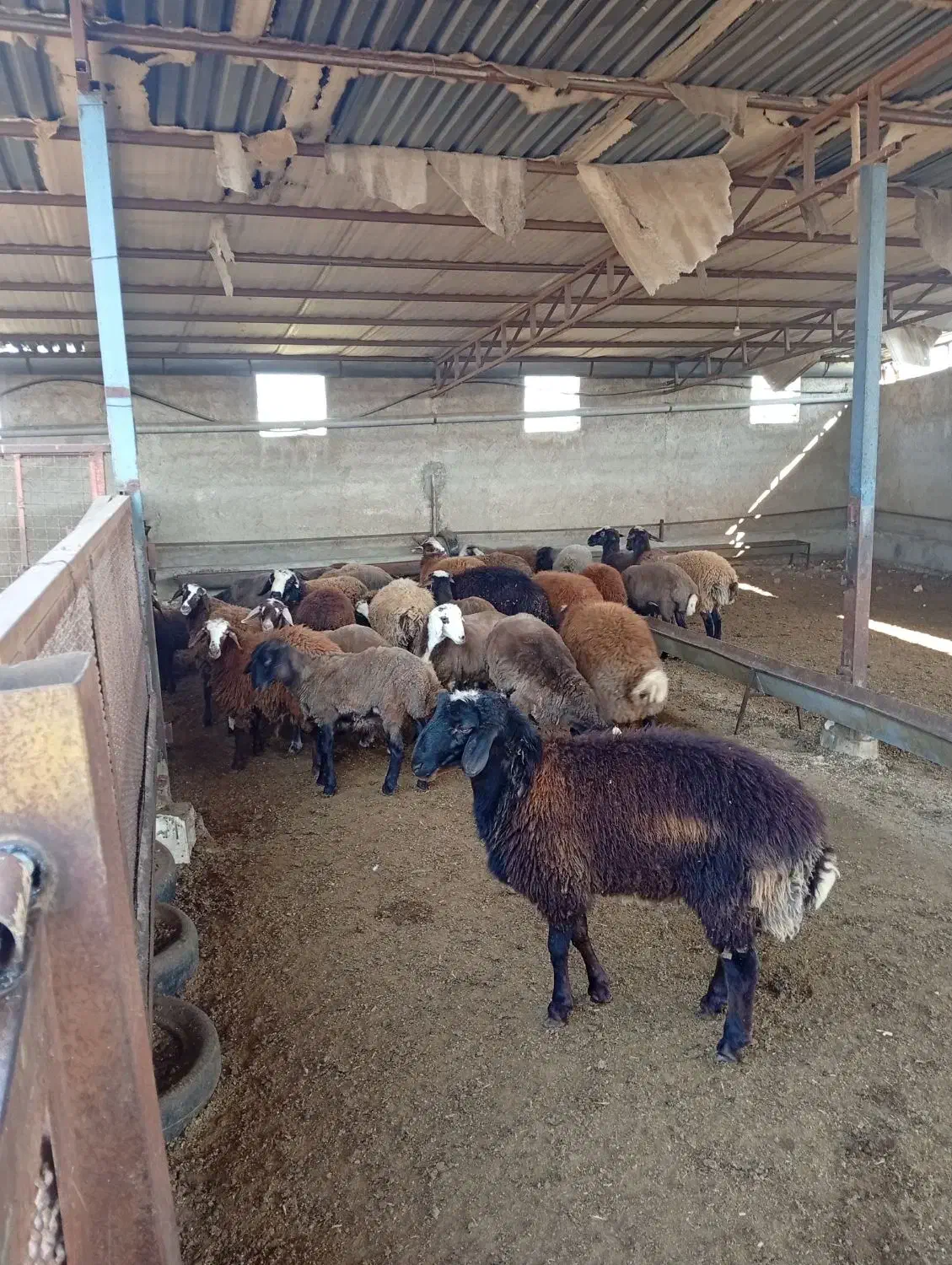 فروش گوسفند داشتی|حیوانات مزرعه|خلیل شهر, |دیوار