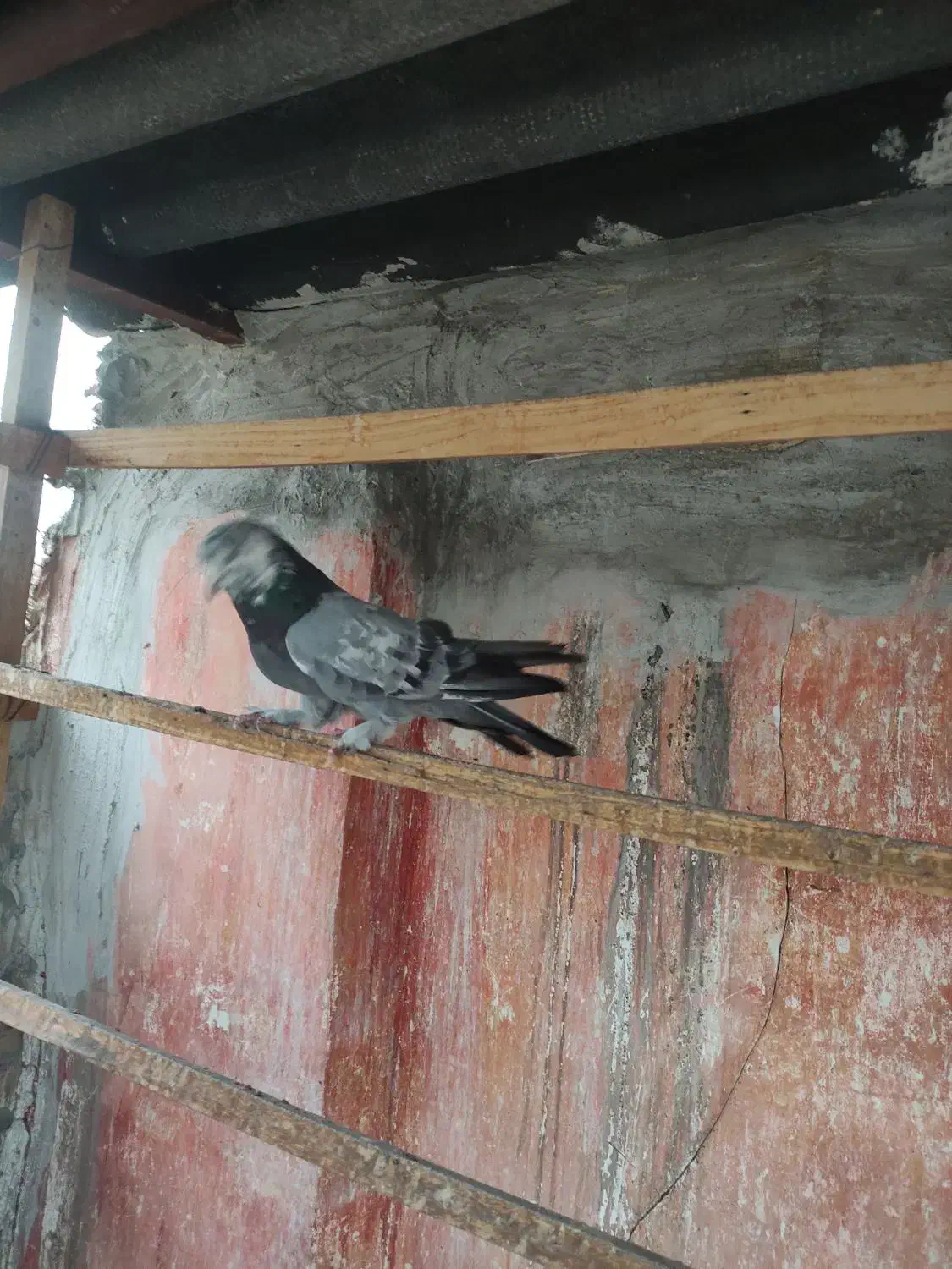 کبوتر صدا کن پر|حیوانات|خمینی‌شهر, |دیوار