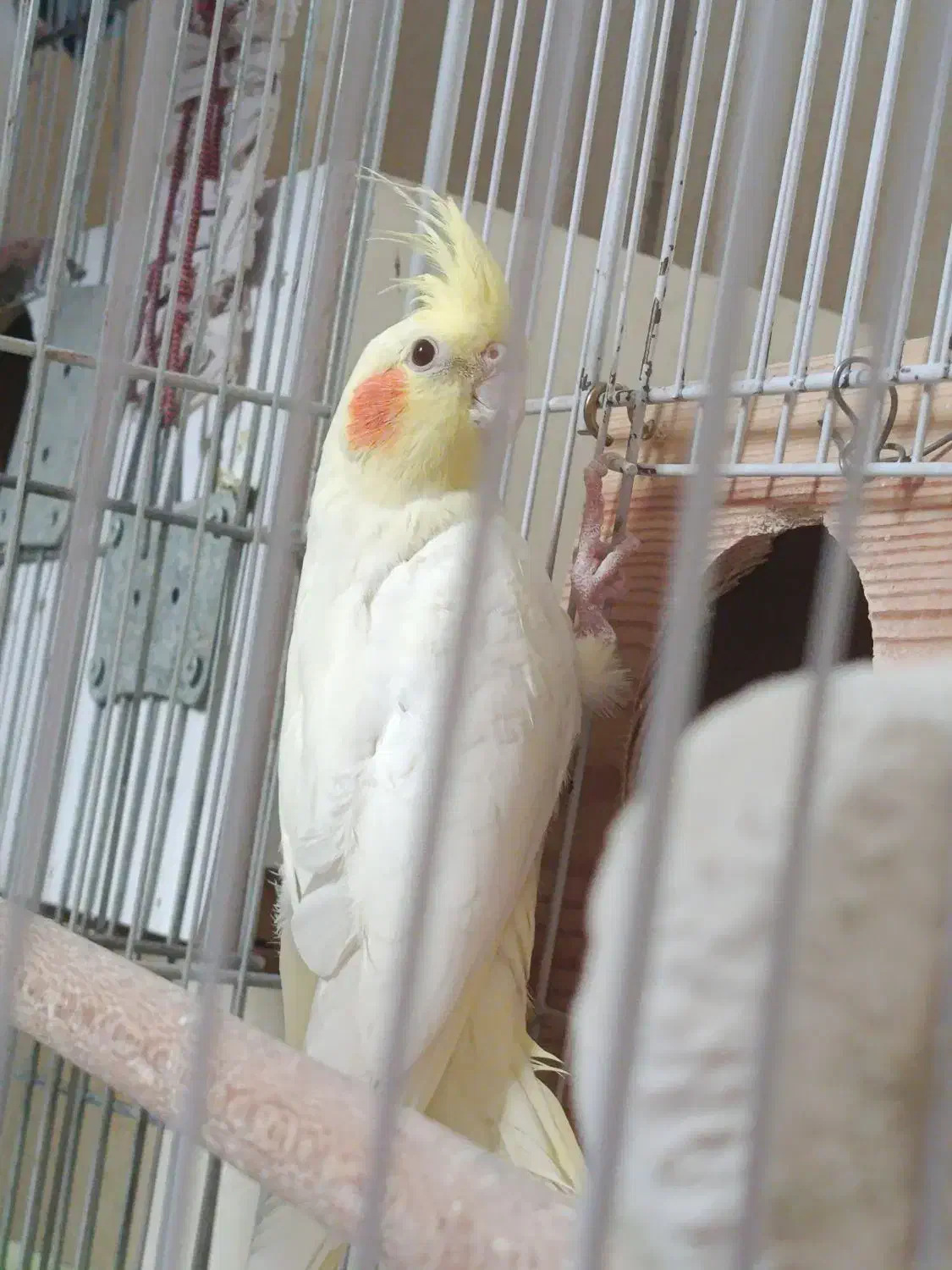 فروش جوجه عروس هلندی لوتینو فوق زیبا زعفرانی ناز|پرنده|شیراز, شهرک صدا و سیما|دیوار