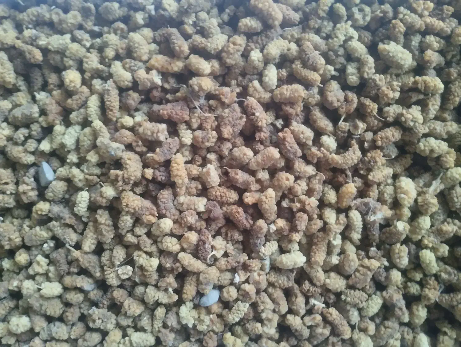 توت خشک حدود 100 کیلو|عمدهفروشی|سبزوار, ایزی شهر|دیوار