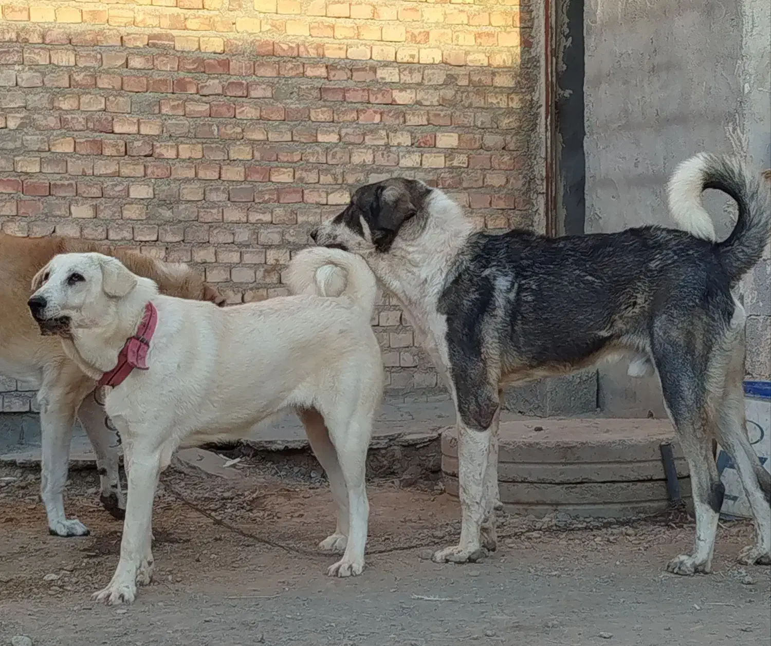 سگ پژدر|سگ|میاندوآب, |دیوار