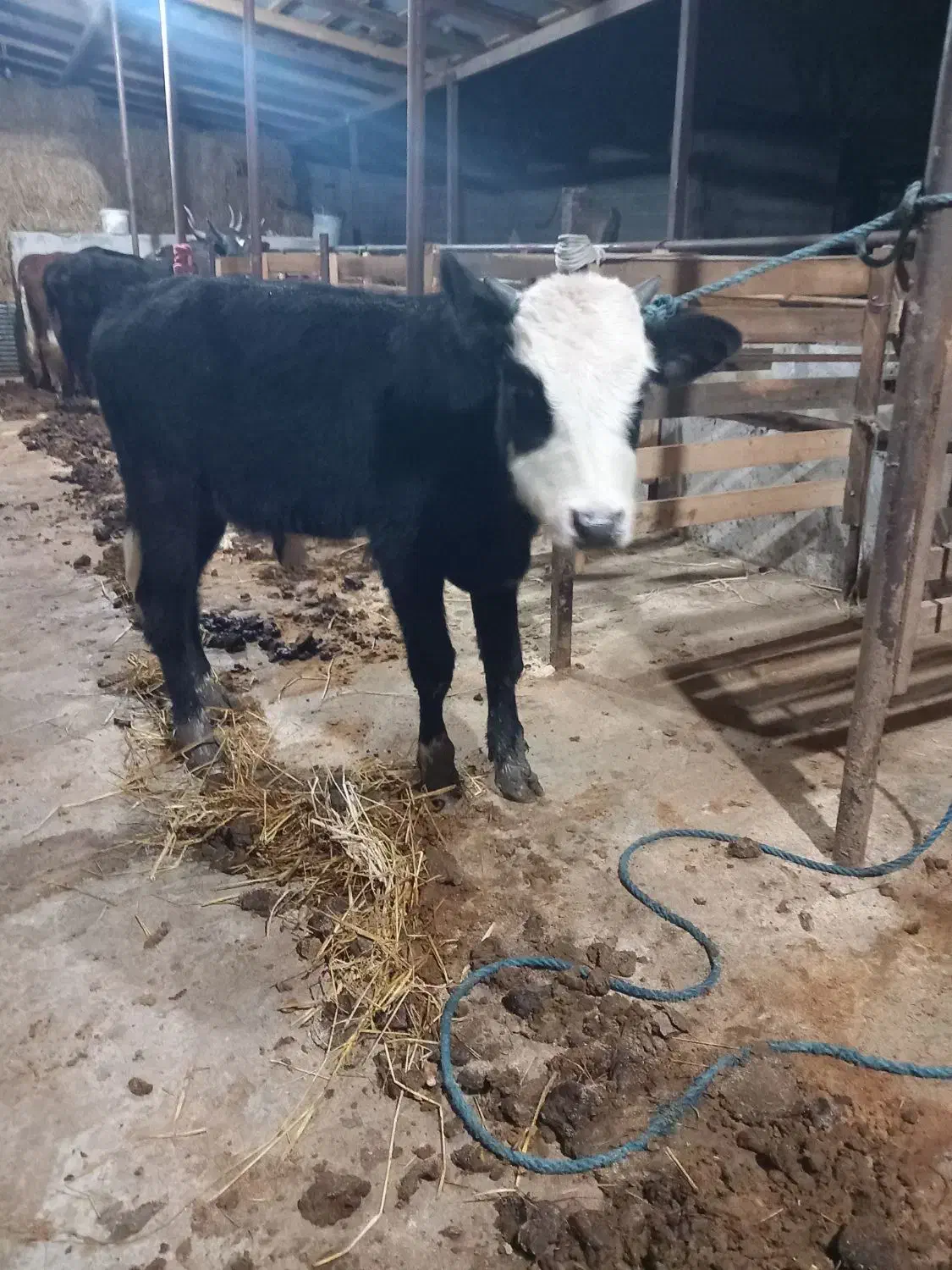 ورزا کوله های چالوسی همه اث فروشی|حیوانات مزرعه|سنگر, |دیوار