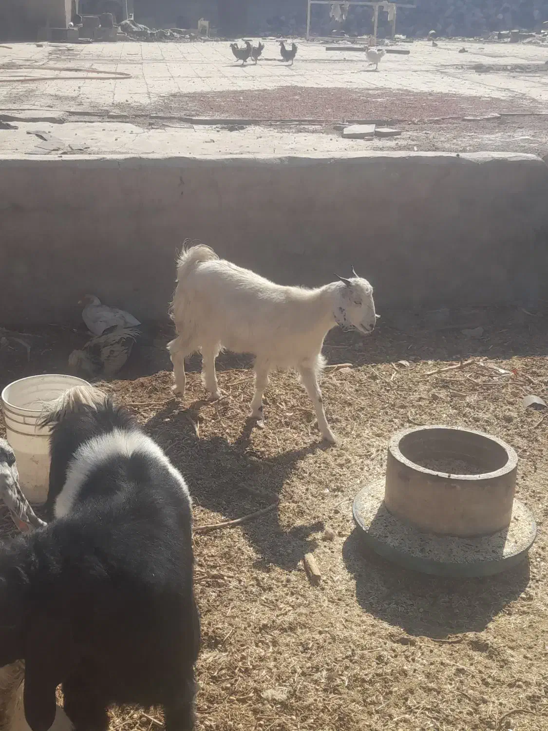 کره پاکستانی|حیوانات مزرعه|سیرجان, |دیوار