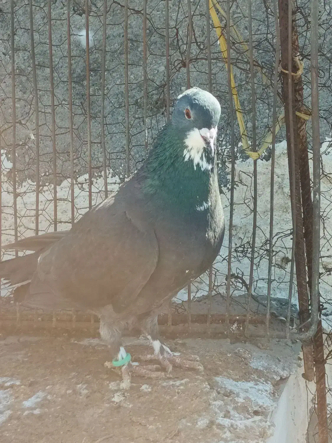 گمشده|حیوانات|تربتحیدریه, طالقانی|دیوار