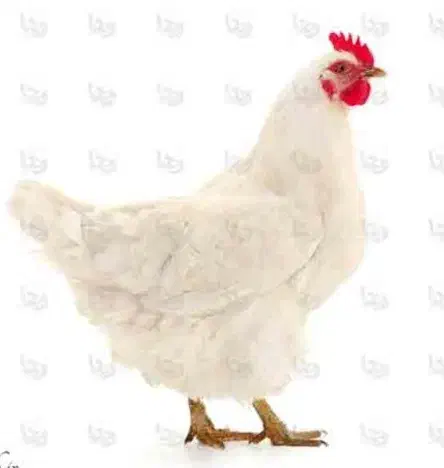 مرغ خانگی 250|حیوانات مزرعه|طبس, |دیوار