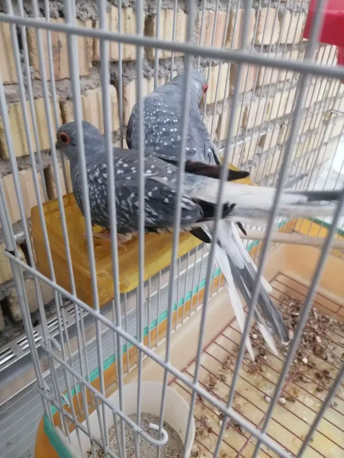 کبوتر الماسی زینتی ریز جثه تزئینی|پرنده|نی‌ریز, |دیوار