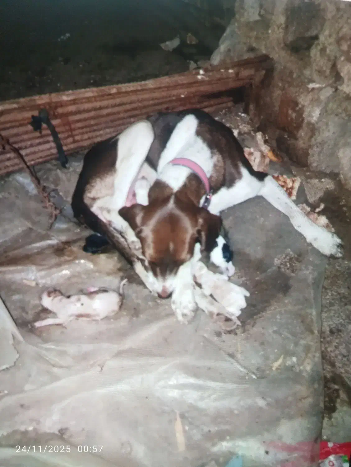 سگ گمشده|حیوانات|رامیان, |دیوار