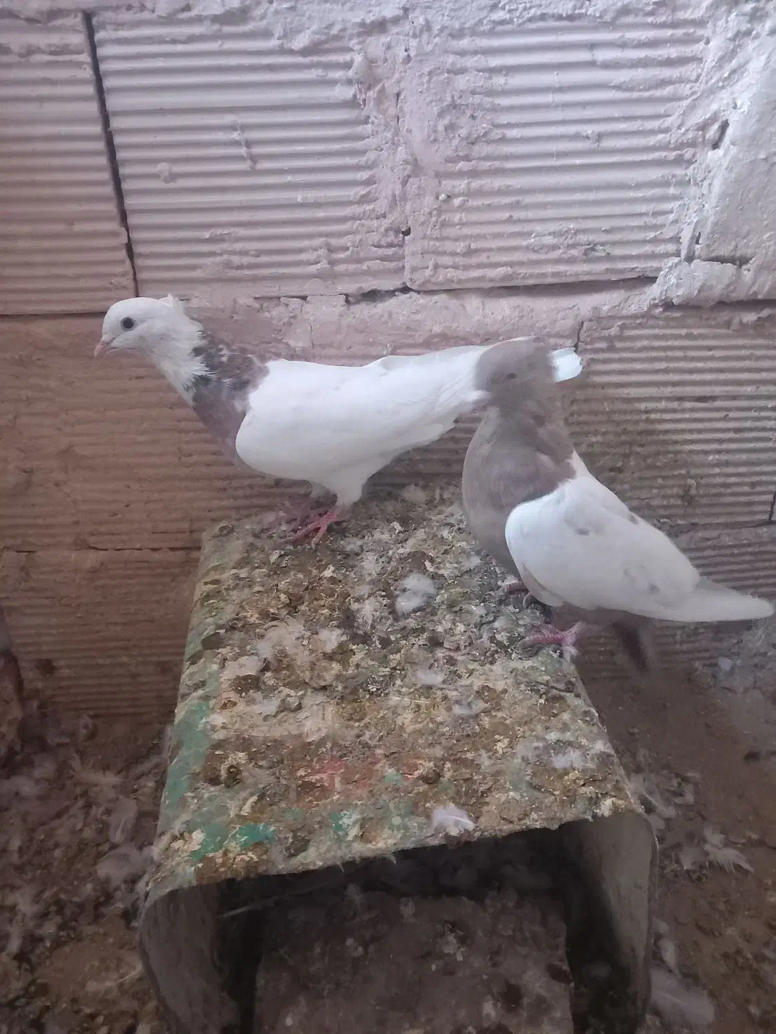 سینه و طوقی|پرنده|عطاملک, |دیوار