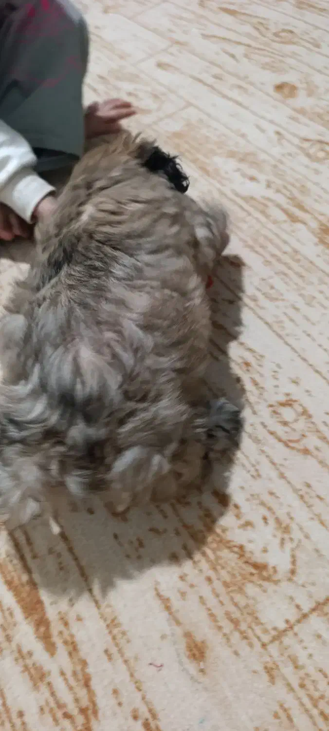 سگ خانگی خارجی|سگ|نالوس, |دیوار