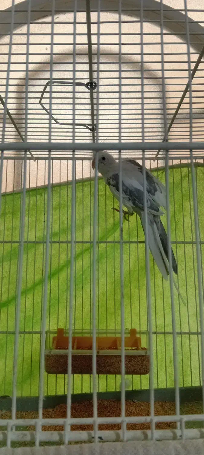 عروس هلندی|پرنده|فردوس (خراسان), |دیوار