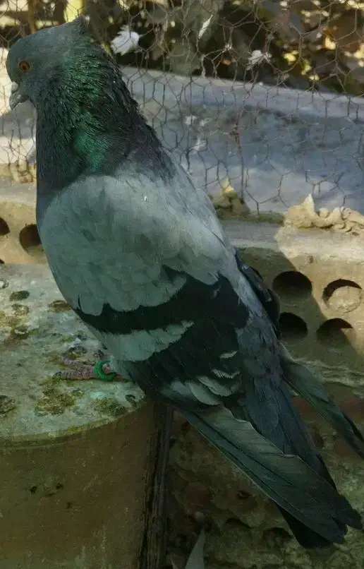 کفتر سبز پرشی نر حسابی|پرنده|قم, دروازه ری|دیوار