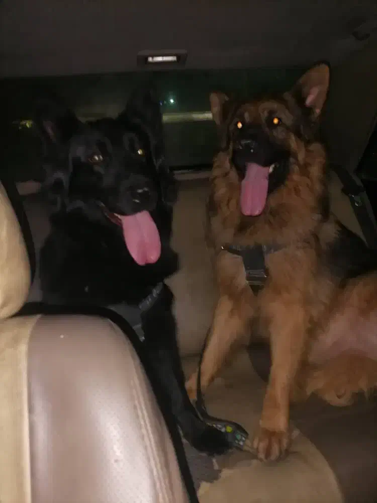 سگ ژرمن /نر و ماده/توله سگ/سگ /پت خانگی|سگ|شیراز, ابیوردی|دیوار