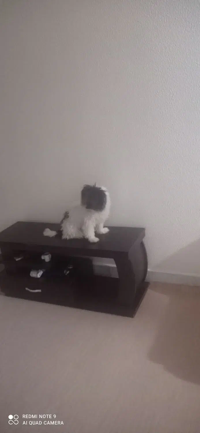 سگ پاپی|سگ|داران, |دیوار