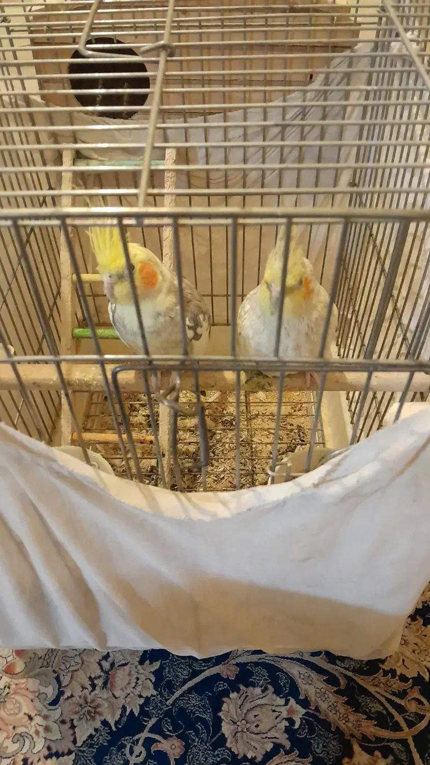 عروس هلندی. فنچ مولد|پرنده|تهران, شهرک رضویه|دیوار