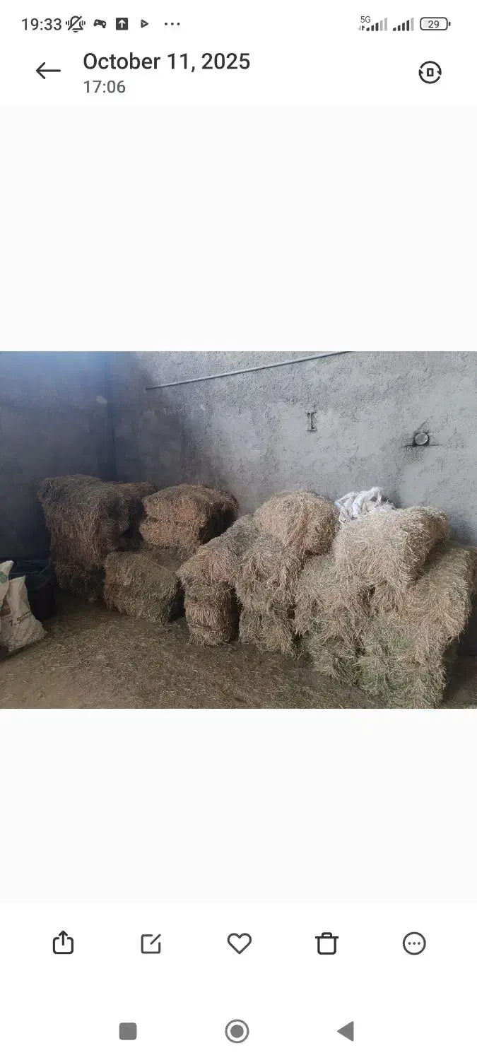 یونجه و کاه|لوازم جانبی حیوانات|چگنی, |دیوار